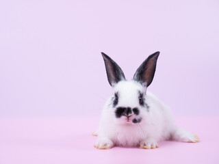 Fototapeta na wymiar Front view of white and black dot rabbit lie down on pink background. Lovely action of baby rabbit.