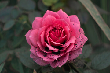 pink rose