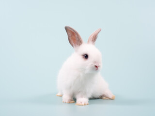 Baby white rabbit sitting on green pastel background. Lovely bunny on green pastel background.
