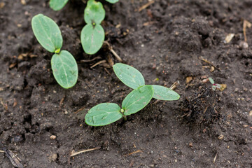 Healthy organic food concept. Seedling of a green plant of a cucumber. Close-up. Organic food