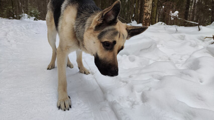 Dog German Shepherd following the trail on white snow in a winter day. Eastern European dog veo in cold weather