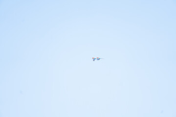 Macaws flying in the sky