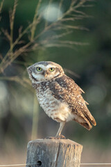 owl perched on a branch