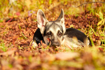 Dog German Shepherd on nature landscape in an autumn or summer day