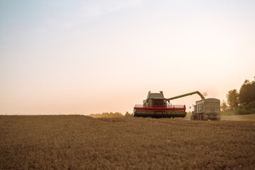 Naklejka premium Combine harvester harvests grain in the field. Agriculture, gardening or ecology concept.