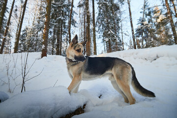 Dog German Shepherd outdoors in the forest in a winter day. Russian guard dog Eastern European Shepherd in nature on the snow and white trees covered snow