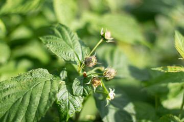 Blooming raspberry bush, raspberry blossom and flower. Close-up