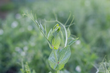 White pea blossoms in garden. Beautiful bush pea plant background. Selective focus on one branch.