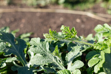 Young watermelons grow in the garden bed at the watermelon farm