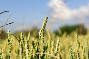 Fototapeta premium Wheat field image. View on fresh ears of young green wheat and on nature in spring summer field