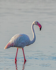 A Flamingo walking in a lake