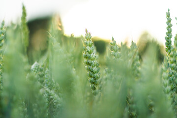 Ears of young green wheat. Amazingly beautiful endless fields of green wheat.