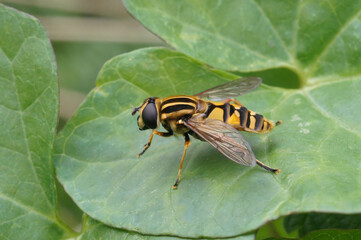 Closeup on a dangling marsh-lover hoverfly,Helophilus pendulus sitting on a green leaf in the garden