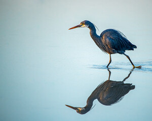 A tricolor Heron running in water