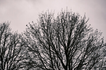 Fototapeta na wymiar Leafless trees against the cloudy sky. Black and white tone
