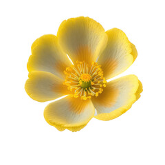 Fototapeta na wymiar Yellow Buttercup Flower illustration, Isolated, Transparent background, PNG, generative ai