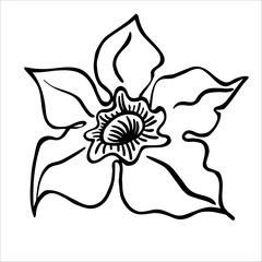 Abstract modern hand-drawn daffodil flower in full bloom in Matisse style isolated on white. Vector floral card, textile print, embroidery, lace, pillows, napkins, packaging, wedding invitation