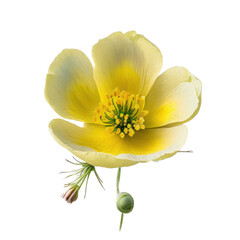 Yellow Buttercup Flower illustration, Isolated, Transparent background, PNG, generative ai