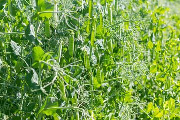 Selective focus on fresh bright green pea pods on a pea plants in a garden. Growing peas outdoors