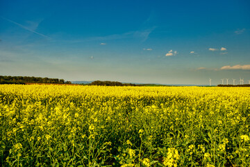 Obraz premium Summer Landscape with Rape Field on the Background of Beautiful. Deutchland.