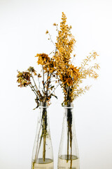 Fototapeta premium dried flowers in glass bottles, dried flowers in vase, bouquet of yellow flowers, autumn leaves in a vase, dried flowers on a white background