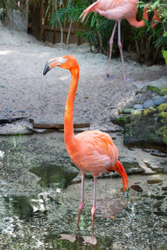 flamingo bird with bright feather. exotic flamingo bird outdoor. photo of flamingo bird