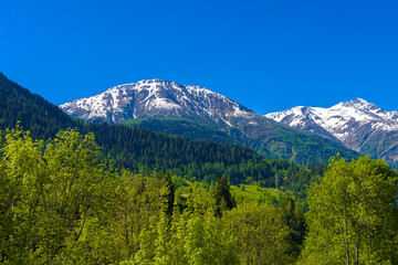Obraz premium Alp mountains with forest and fields, Fiesch, Goms, Wallis, Valais Switzerland