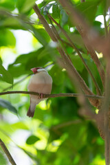image of finch bird in nature. finch bird in wildlife. finch bird with feather.