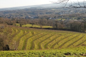 Le vignoble du Saillant (Corrèze)