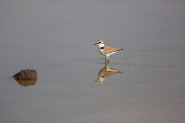 little bird in the water, Kentish Plover, Charadrius alexandrinus