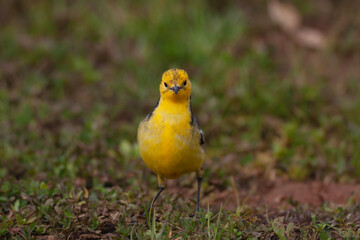 little bird on the grass, Citrine Wagtail, Motacilla citreola