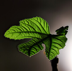 Feigenblatt im Gegenlicht / Feine Blattstruktur
