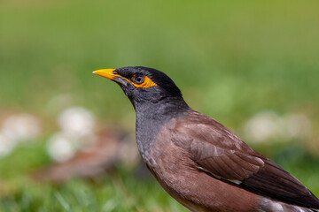 bird on the grass, Common Myna, Acridotheres tristis