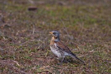 bird watching on the grass, Fieldfare, Turdus pilaris	