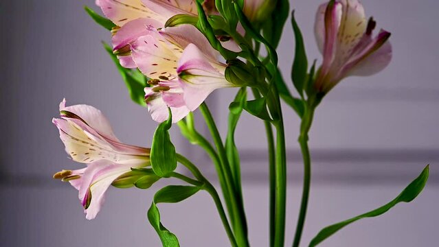 Close up pink Alstroemeria flowers, beautiful floral background