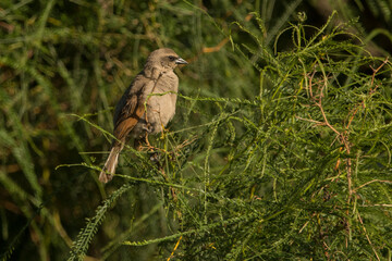 bird on a branch