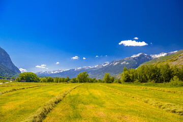 Fields and meadows with Swiss Alps mountains, Agarn, Leuk, Visp, Wallis, Valais Switzerland
