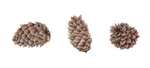 Watercolor image of fir cone on white background.