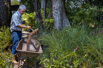 Latin American senior man in his backyard shovels compost soil into his wheelbarrow to work his...