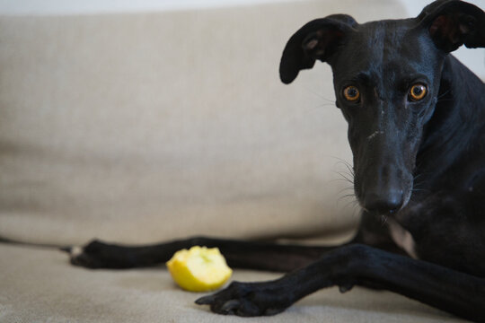 Galgo