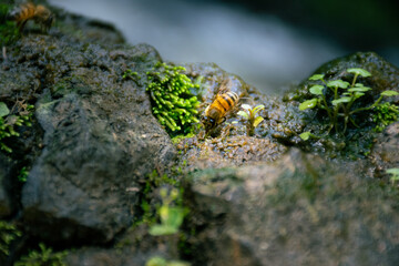 Abeja en roca