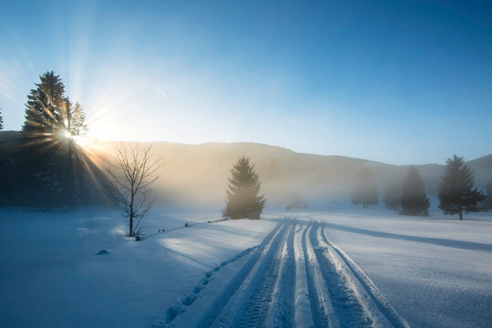 winter landscape with snow