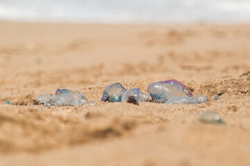 A group of Portuguese man-o-war Jellyfish at the beach in Gran Canaria, Las Canteras. Blurred background shore