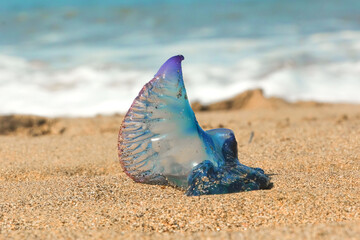 Close up of a colorful Portuguese man-o-war Jellyfish at the beach in Gran Canaria, Las Canteras....