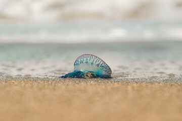 Close up of a colorful Portuguese man-o-war Jellyfish at the beach in Gran Canaria, Las Canteras. Blurred background shore