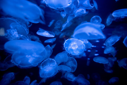 Abstract view of many clear jellyfish © Jeff