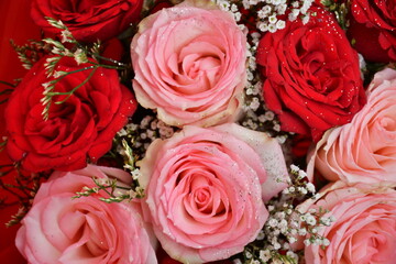 Close-up from top to capture beautiful combination of pink and red roses.