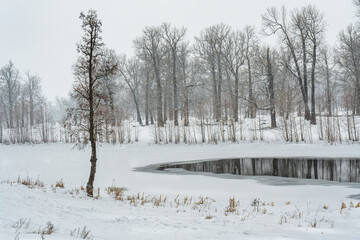 Oak grove by the lake in winter
