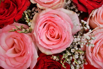Valentine's day special. Pink and red roses.