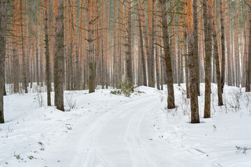 Fototapeta premium Slender pines in a winter pine forest